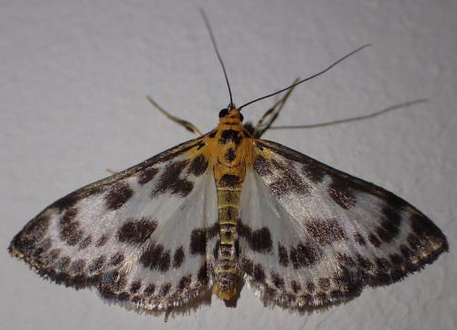 Réf. 234 803 : Anania hortulata